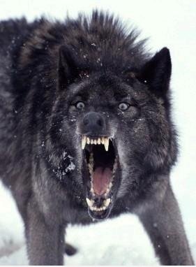 Das Original Insanity Wolf Photo