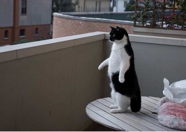 Penguin Cat