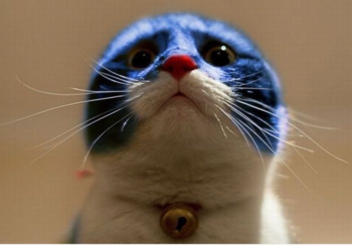 Die eigentliche Doraemon