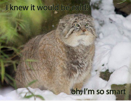 Smart manul