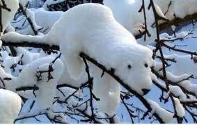 Snow Dog