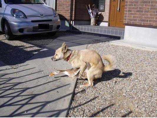 Ente + Dog =?