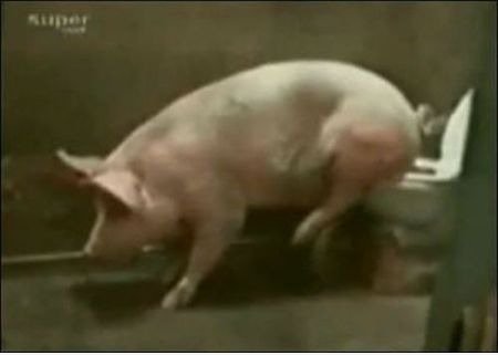 Hier kommt der Speck