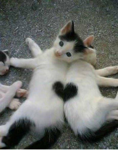 Kitteh <3