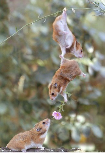 Der Unterschied zwischen Liebe und Freundschaft ......