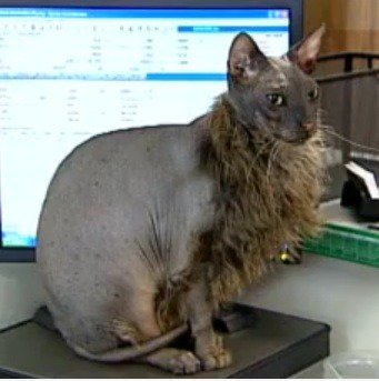 Die weltweit hässlichste Katze
