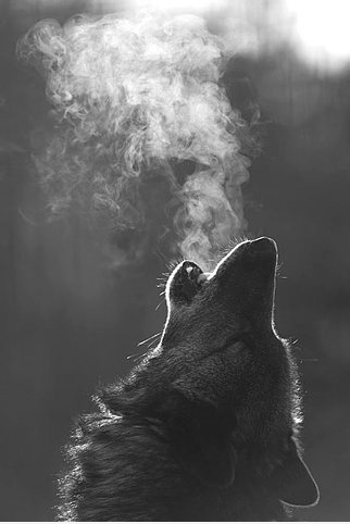 Die Howl.