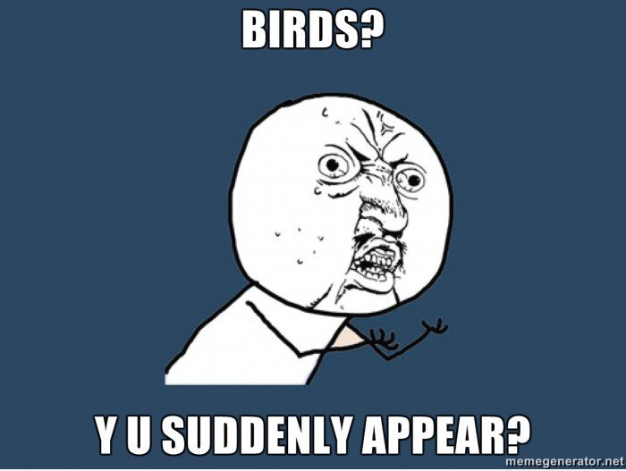 Birds