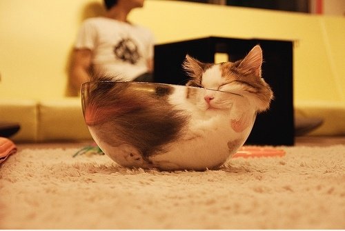 Cat in einer SchÃ¼ssel
