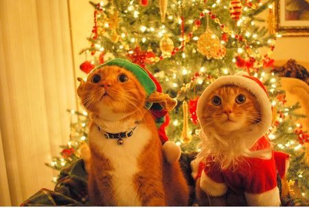 Spät weihnachten kittehz