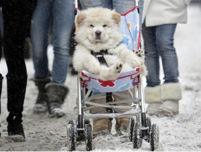 Verdammt es fühlt sich gut an, ein Husky sein!