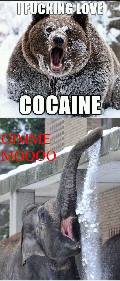 Gimme moooo