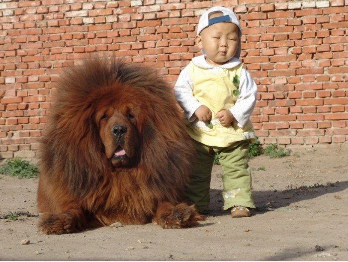Löwe, Bär oder Hund?