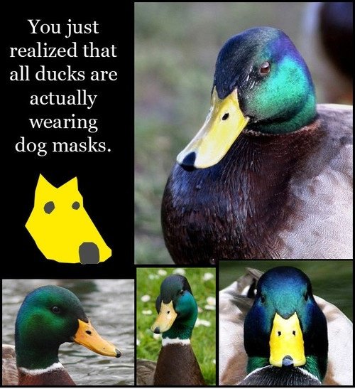 Dog. Masken. Whaaaaaaaaaaaaaaaaaaaat?