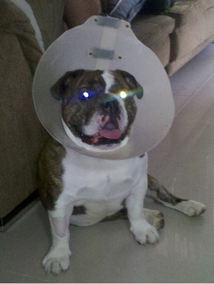 Bulldogge mit Laser