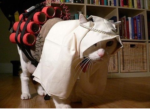 Terrorist cat