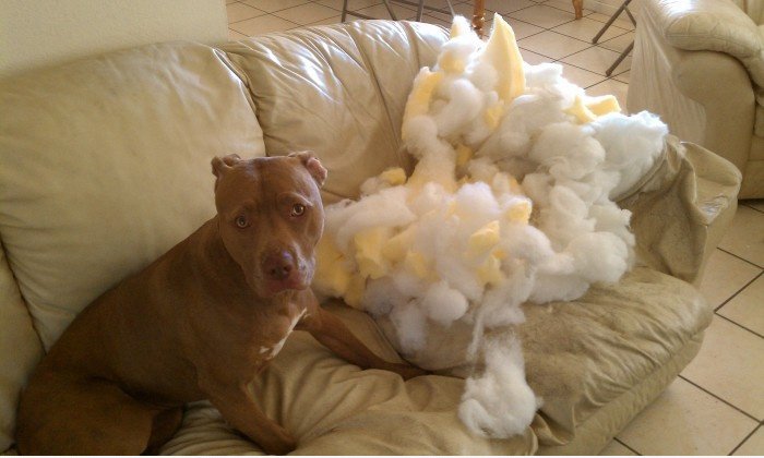 Es ist s ** t, wie dieser Pitbulls