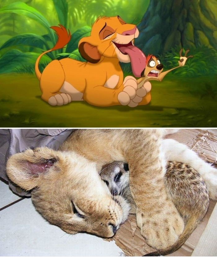 Real Life Simba und Timon