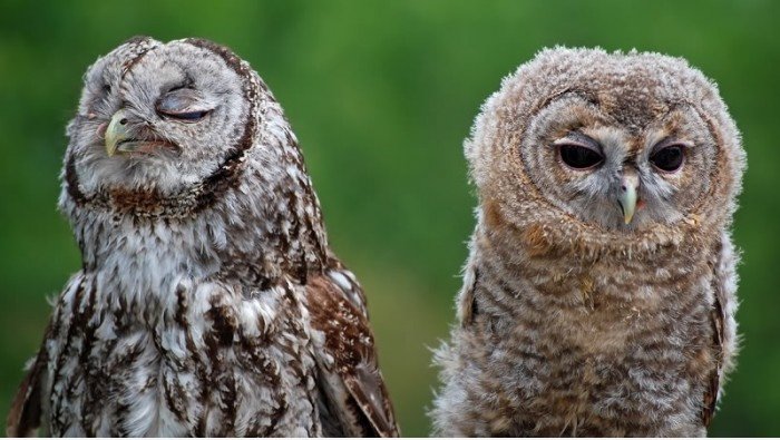 Eine gewisse arrogante owl
