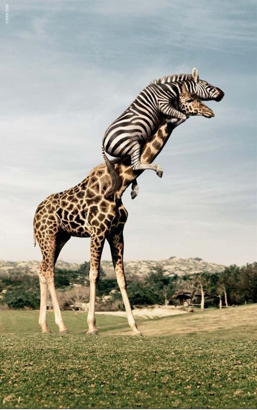 Giraffe & Zebra