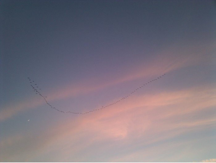 Nike Birds - einfach fliegen!