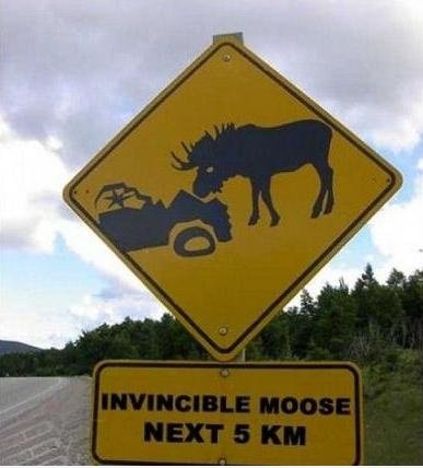 Moose!