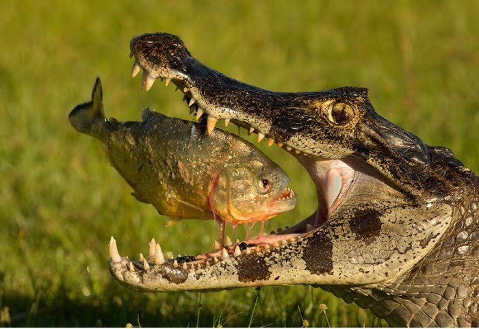 Perfect Shot