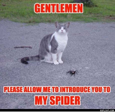 Herren, lassen Sie mich meine Spinne vorstellen