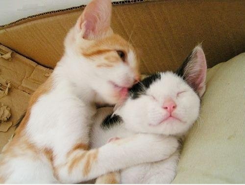 Kittens
