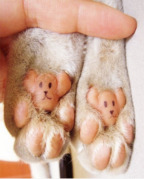 Kitteh Bärentatzen!