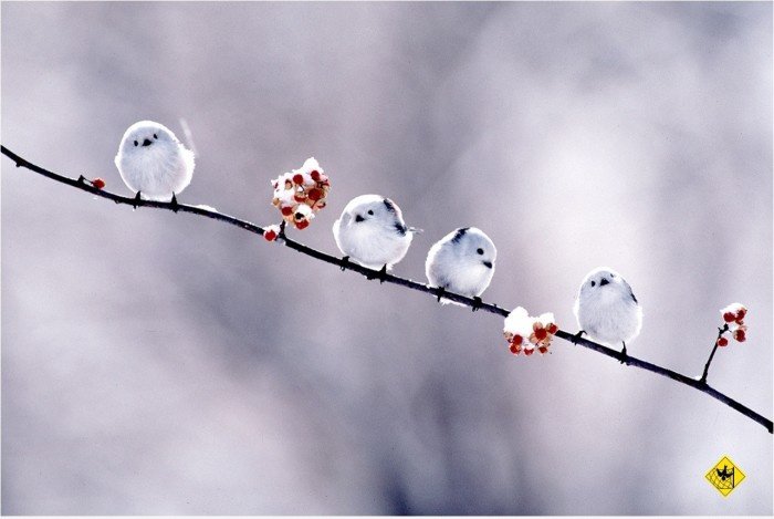 Die Impossibirds