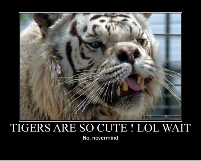 Tigers sind niedlich lustige Bilder, lustige Videos