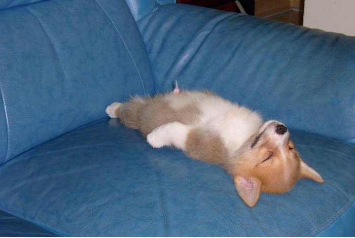 Mein Hund machte ein Nickerchen auf dem Sofa ..