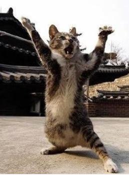 Kongfu cat