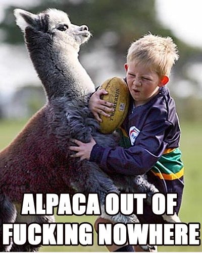 Alpaca Suprise
