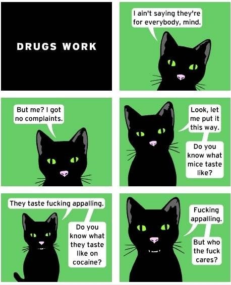 Kitteh PSA