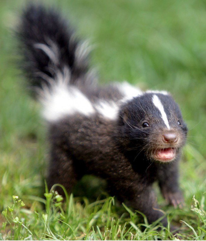 Zis ist ein Baby Stinktier. Cute, ist es nicht?