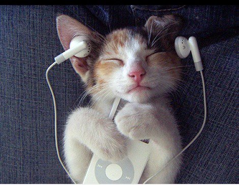 Gute Katze liebt gute Musik