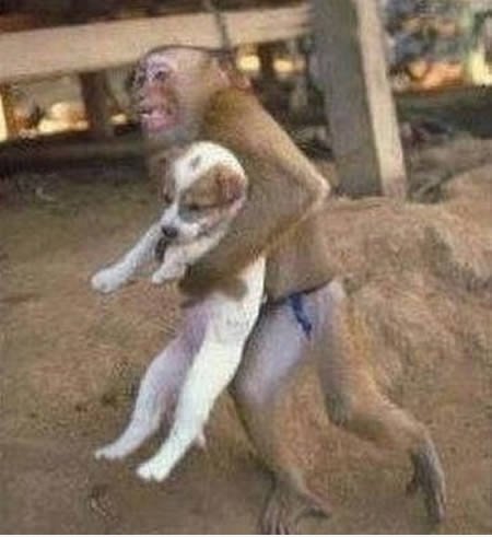 Affe stiehlt einen Welpen