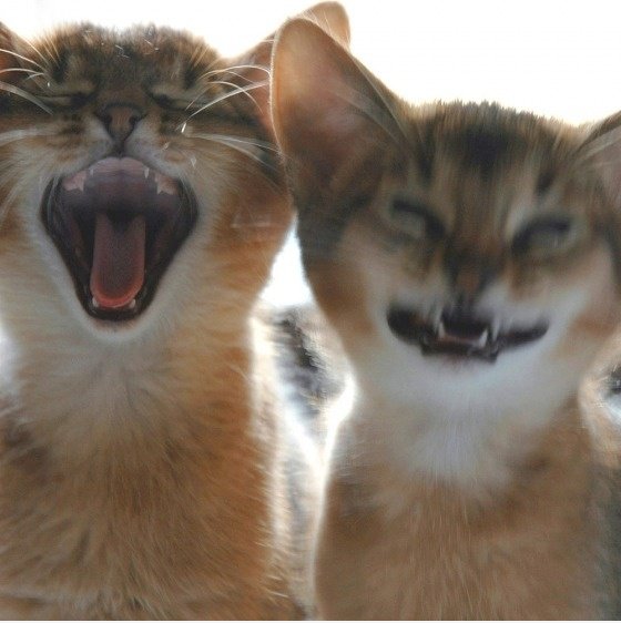 Echte LOL cats