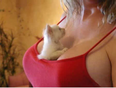 Smart kitteh