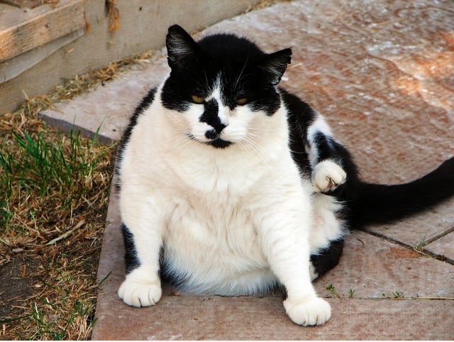 FAT Kitteh