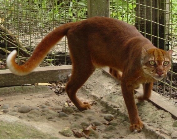 Eine Katze oder Affe?