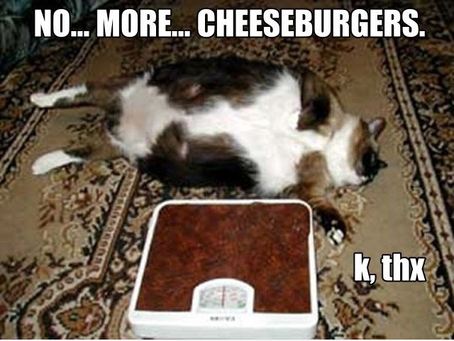 Nein .. mehr ... cheezburger ...
