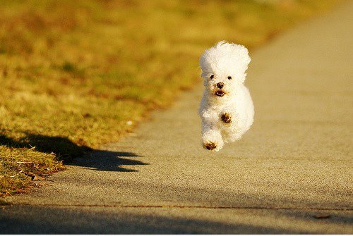 Just A Dog In Your Invisible Flugzeug