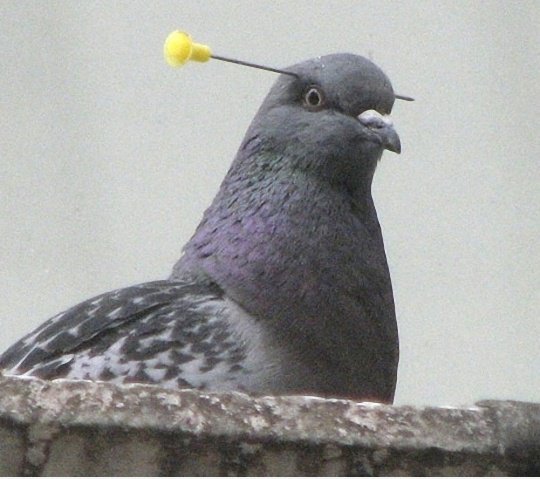 Unsterblich