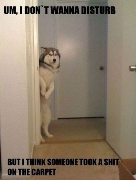 Der Hund steht...
