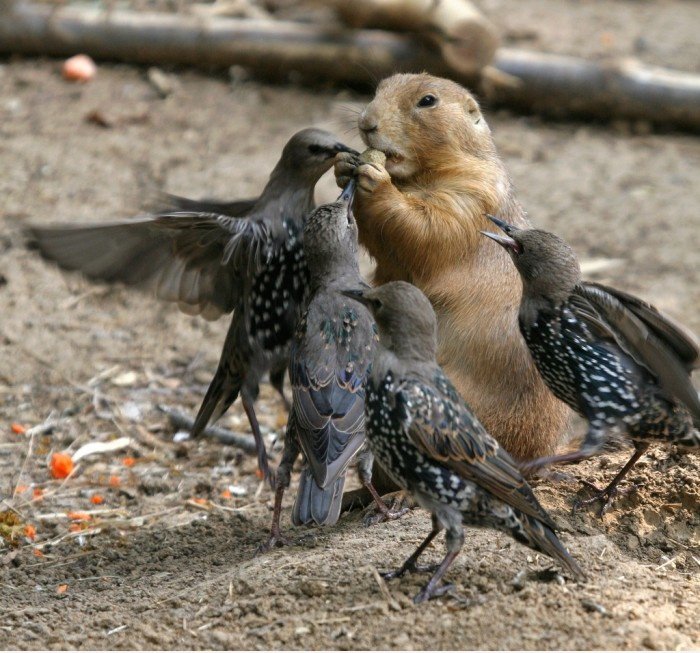 Food Fight!