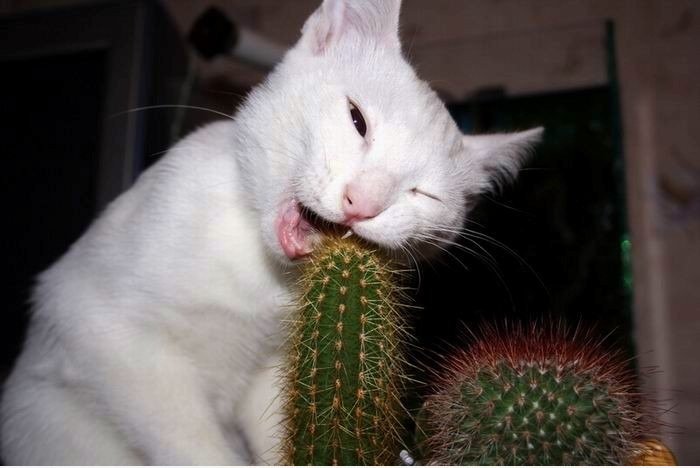 Diese neue Katzenfutter schmeckt c ** p.