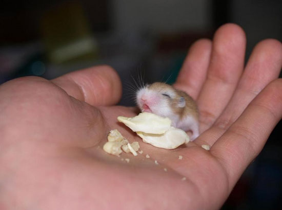 minisuess